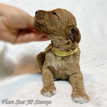 �X�^���_�[�h�v�[�h��